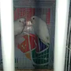 طيور روز البينو ذكر للبيع