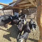 تيوس عوارض مخاصي 10