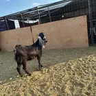 عدد 16 جذعة مضاريع ودفيع