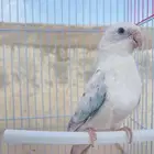 براكيت