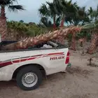 نخيل للبيع عربي مثمره وواشنطن وتركيب الشبوك