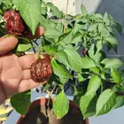 من نوادر العالم كارولينا اسود لمحبين الزراعة