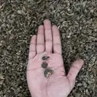 عود هندي كودي موري دبل سوبر فاخر
