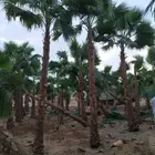 نخل واشنطني
