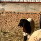 خرفان نعيم