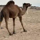 للبيع. ناقه صفر. معشر له شهرين سنه ام. ثالت