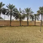 نخل متنوع طويل مجانا