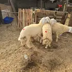 طليان حريه وسواكني