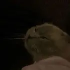 بسه للتبني