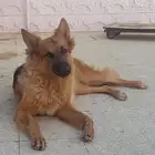 كلب جيرمن