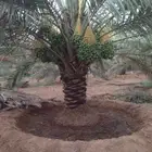 تنظيف احواض النخيل