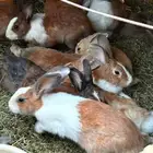 يوجد ذكور ارانب جيدة تعمل وتنتج حالته الصحية جيد جدا