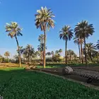 مطلوب مطلوب مطلوب نخل مزرعة