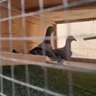 جوز حمام سوري