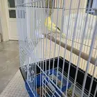 كناري سوري ذكر لبيع شرط الصحة والنظافة والحجم