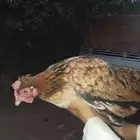 دجاج بلدي وتركي