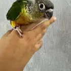 فرخ غر كنيور