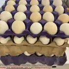 بيض بلدي طازج من المزرعه