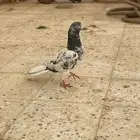 ذكر تيدي أساس شرط مطيار