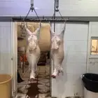 ذبائح طليان حريه وتيوس عوارض ثلاجه ومناسبات و توزيع صدقات
