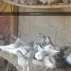 حمام للبيع العدد 45 حبه