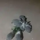 ارانب بلديه عددها 10