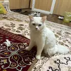قط شيرازي مع 3 كتن اعمار 3 أسابيع للتبني بشرط مخافة الله