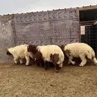 ذبائح ابو عبدلله