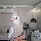 كروان لايفوتكم
