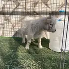 ماعز قزم اصل ودم صافي وبيور