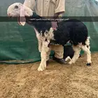 فحل نجدي فاخر ومنتج