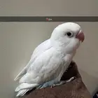 فيشر هولندي