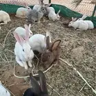 أرنب