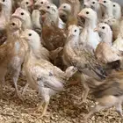 صوص بلدي محصن
