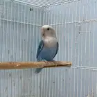 روز
