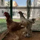 دجاج براهما