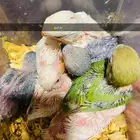 فروخ روز بلجرشي