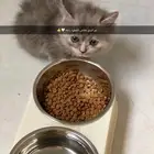 للبيع قطوه بسه