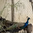 طاووس هندي ذكر