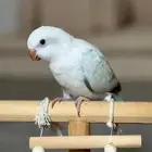 كويكر سنو وايت متوفر تابي اقساط
