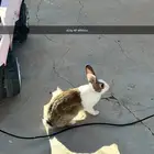 أرنب ذكر وثنتين اناث للبيع