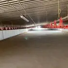 مزرعة دواجن للبيع في رابغ قائمه 5 عنابر قائم  5 بدون انشا