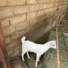 مطلوب تيوس جنوبييه اعمارهن شهرين ثلاثه