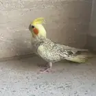 طير كاراوان كوكتيل