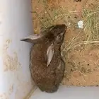 ارانب للبيع