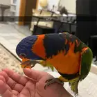 بببغاء لوري تم البيع