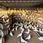 عشه حمام فرنسي سوبر سوبر سوبر جامبو