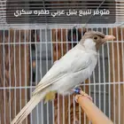 ذكر بلبول عربي ( طفره قويه سكري )