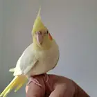 كروان متكلم لا يفوتكم
