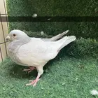 حمام زاجل